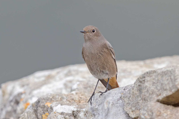 Hausrotschwanz (Phoenicurus ochruros gibraltariensis), Weibchen