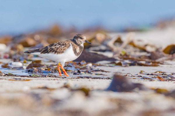 Steinwälzer (Arenaria interpres) im Schlichtkleid am Nordoststrand der Insel Düne.