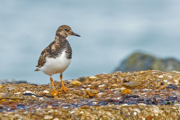 Steinwälzer (Arenaria interpres) im Schlichtkleid auf der Mole am Nordostrand der Insel Düne.