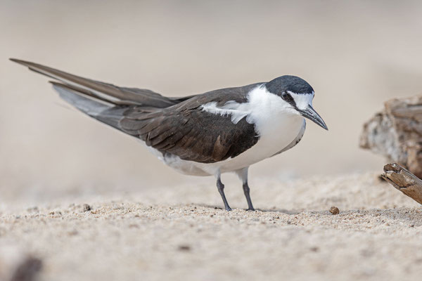 Rußseeschwalbe (Onychoprion fuscatus) im Great Barrier Reef