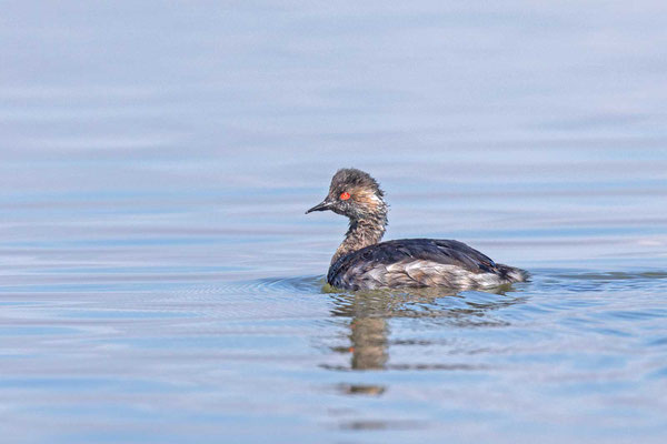 Schwarzhalstaucher (Podiceps nigricollis) im Übergangskleid