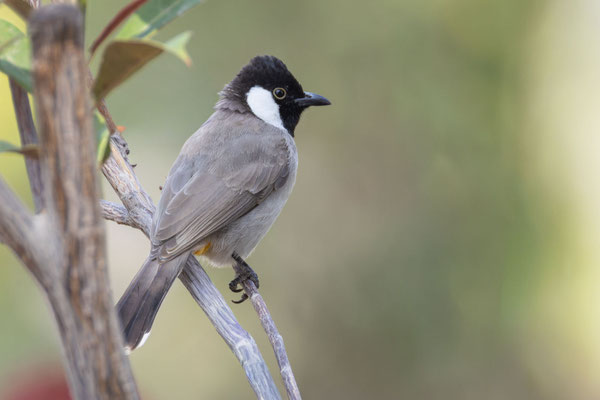 Weißohrbülbül (Pycnonotus leucotis), Oman (Dezember 2025)