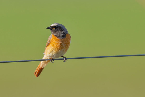 Gartenrotschwanzz (Phoenicurus phoenicurus), Männchen