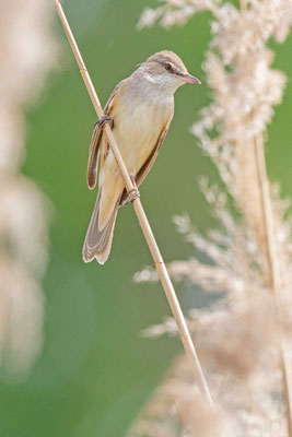 Drosselrohrsänger (Acrocephalus arundinaceus)