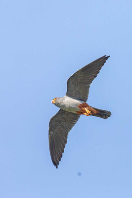 Männlicher Rotfußfalke (Falco vespertinus) Flugbild