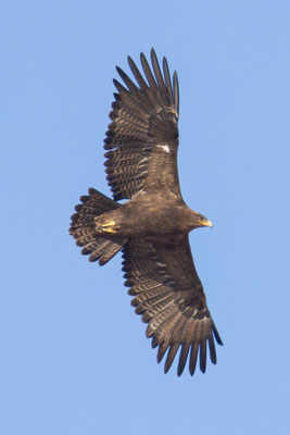 Steppenadler (Aquila nipalensis); adult.