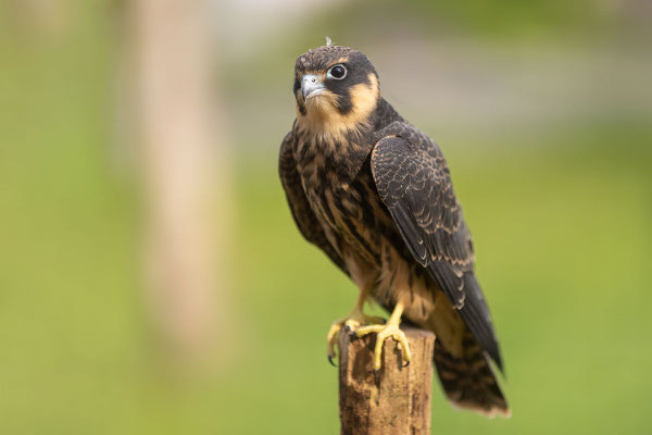 Baumfalke (Falco subbuteo), Jungvogel