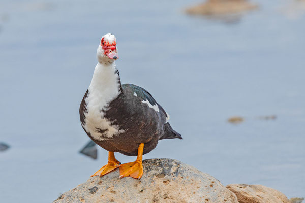 Farbvariante der Moschusente (Cairina moschata)