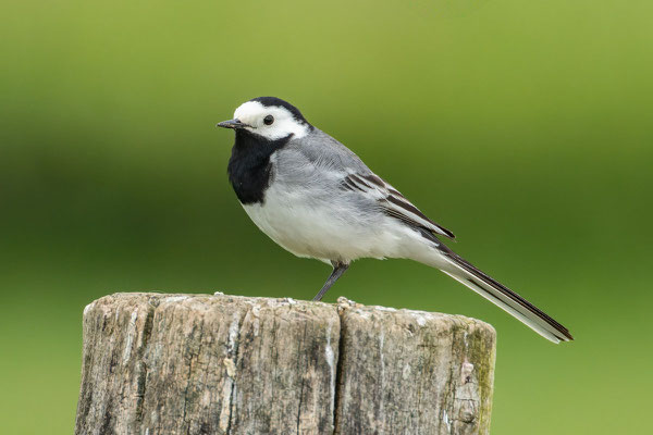 Bachstelze (Motacilla alba), Männchen sitzt auf einem Pfahl