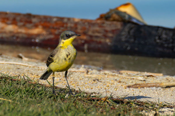 Subadultes Männchen (Oman, Januar 2026), von vorne.