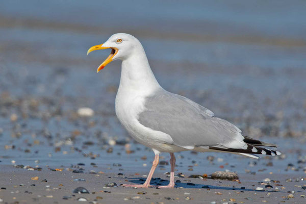 Silbermöwe (Larus argentatus)