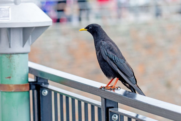 Alpendohle (Pyrrhocorax graculus) sitzt auf dem Geländer einer Restaurantterasse,
