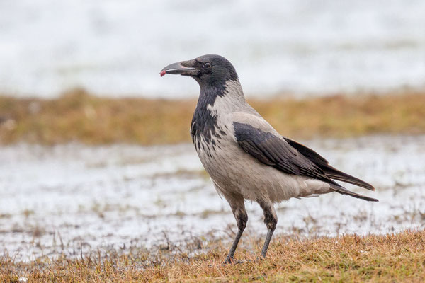 Nebelkrähe (Corvus corone)