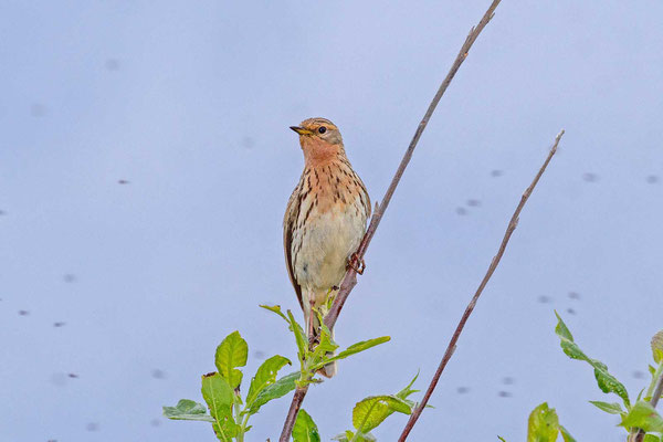 Rotkehlpieper (Anthus cervinus)