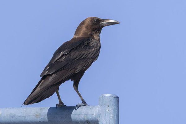 Wüstenrabe (Corvus ruficollis); Oman (Dezember 2025); sitzt auf einem Laternenpfahl.