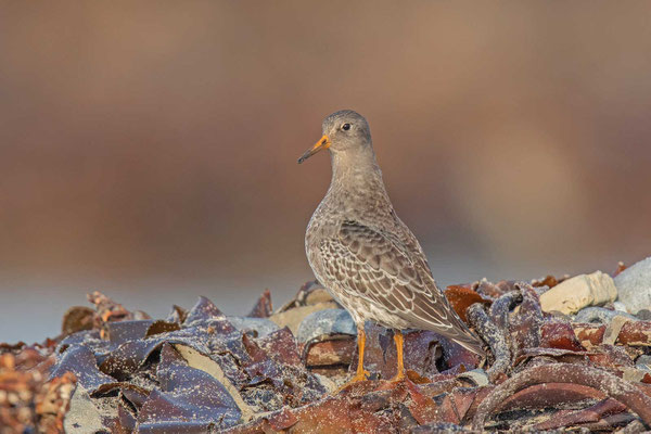 Meerstrandläufer (Calidris maritima) steht aufrecht in den angespülten Algen