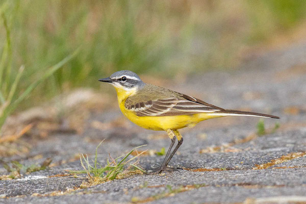 Wiesenschafstelze (Motacilla flava flava), Männchen