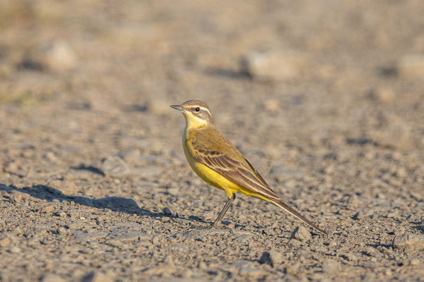 Wiesenschafstelze (Motacilla flava flava), Weibchen