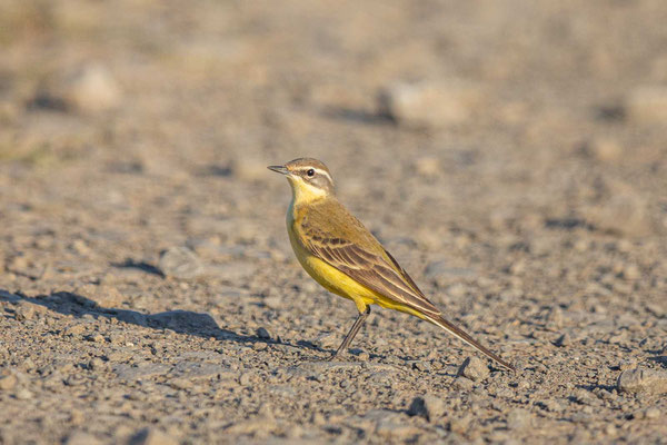 Wiesenschafstelze (Motacilla flava flava), Weibchen