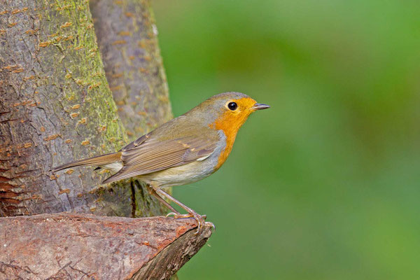 Rotkehlchen (Erithacus rubecula)