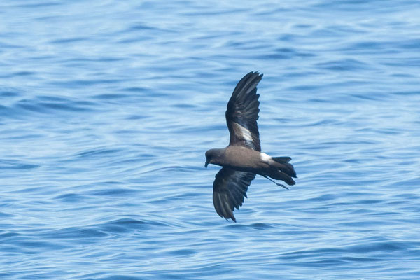 Sturmwellenläufer (Hydrobates pelagicus) im Flug, Blick auf die Unterseite.