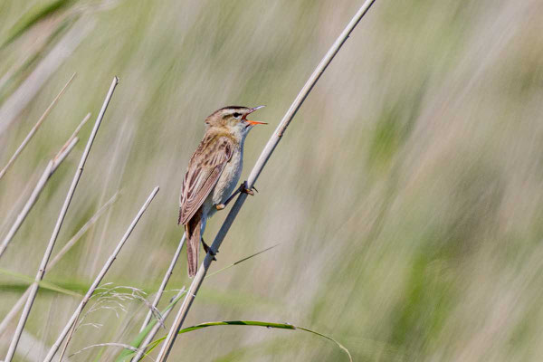 Schilfrohrsänger (Acrocephalus schoenobaenus)