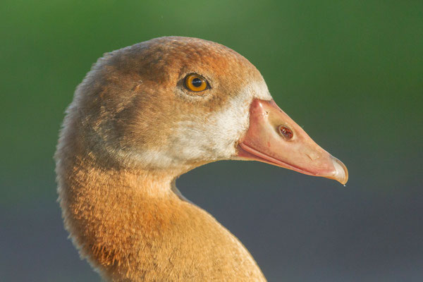 Nilgans (Alopochen aegyptiaca), Jungvogel