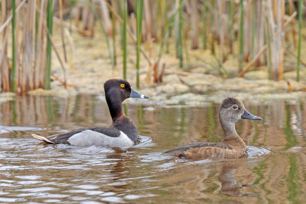 Männliche und weibliche Ringschnabelente (Aythya collaris)