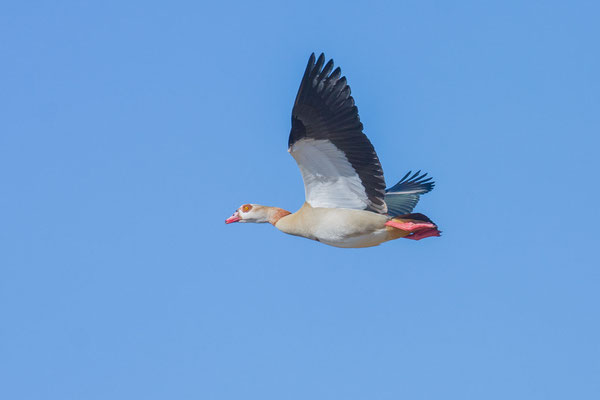 Nilgans (Alopochen aegyptiaca), Flugbild