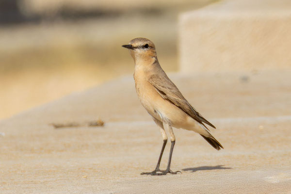 Isabellsteinschmätzer (Oenanthe isabellina); Zypern April 2024