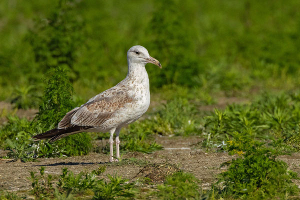 Steppenmöwe im 2. Kalenderjahr