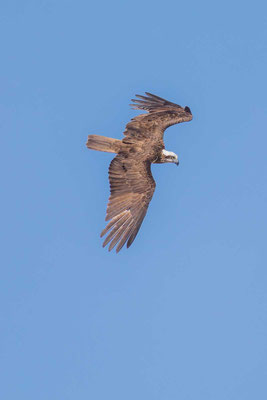 Östlicher Fischadler (Pandion cristatus)