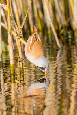 Bartmeise (Panurus biarmicus): Männchen