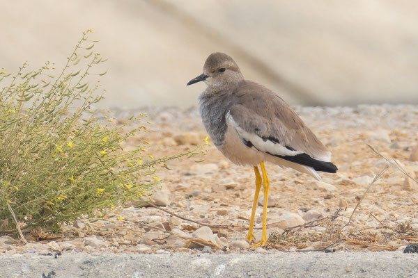 Weißschwanzkiebitz (Vanellus leucurus); Oman (Dezember 2025).