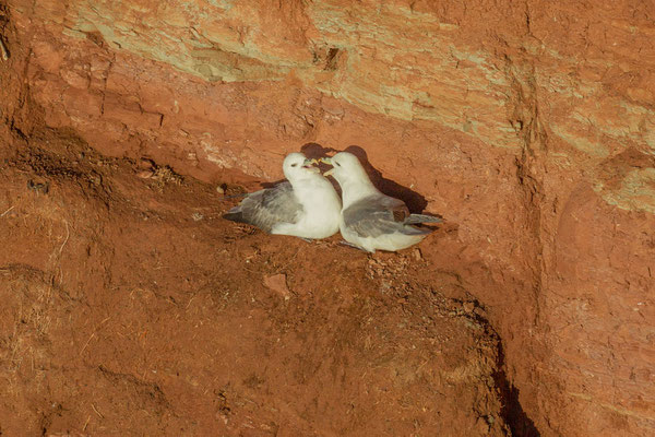 Eissturmvogel (Fulmarus glacialis)  Brutpaar im Helgoländer Lummenfelsen