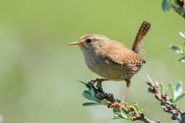 Zaunkönig (Troglodytes troglodytes)