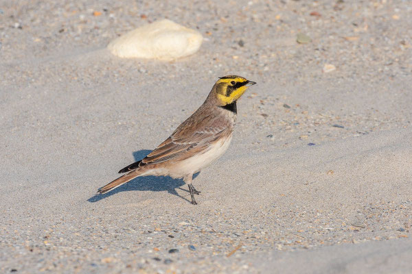 Ohrenlerche (Eremophila alpestris)