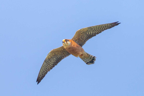 Weiblicher Rotfußfalke (Falco vespertinus) Flugbild