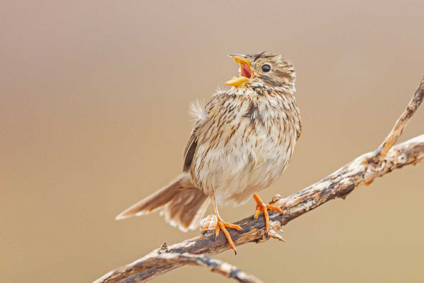 Grauammer (Emberiza calandra)