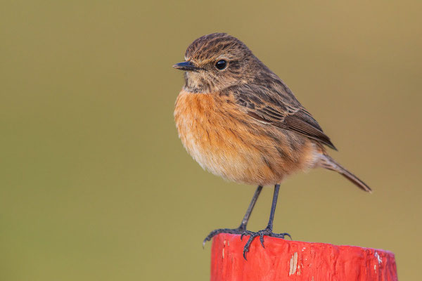 Schwarzkehlchen (Saxicola rubicola), Weibchen (Algarve, Januar)