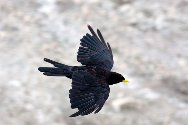 Alpendohle (Pyrrhocorax graculus) im Flug