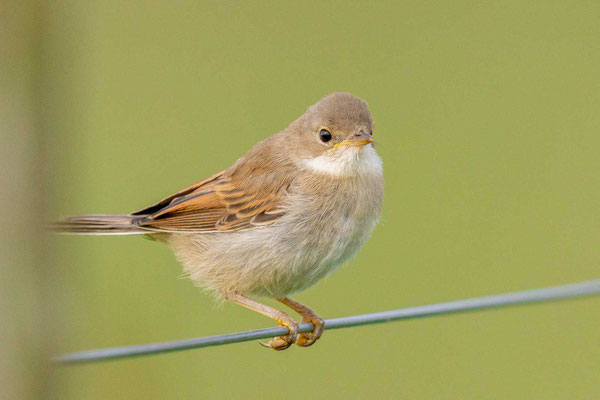 Dorngrasmücke (Sylvia communis)