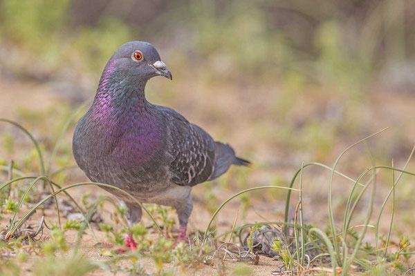 Straßentaube (Columba livia domestica)