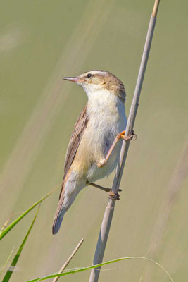 Schilfrohrsänger (Acrocephalus schoenobaenus)