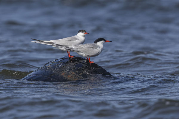 Flussseeschwalbe (Sterna hirundo) im rumänischen Donaudelta.