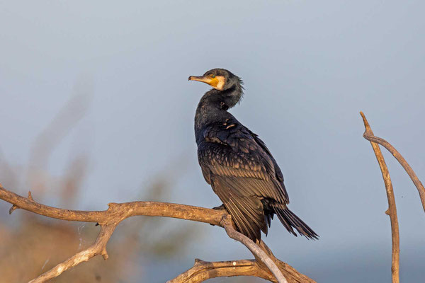 Kormoran (Phalacrocorax carbo)