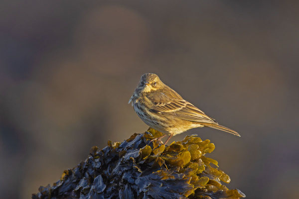 Strandpieper (Anthus petrosus) steht auf einem Trümmern der Nordostmole auf Helgoland 