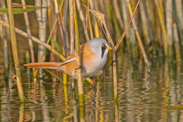 Bartmeise (Panurus biarmicus): Männchen