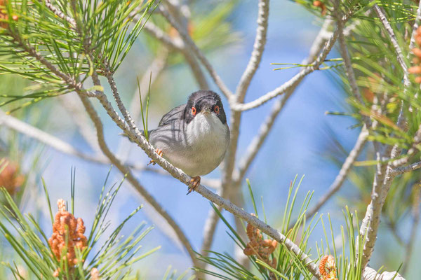 Männlich Samtkopf-Grasmücke (Sylvia melanocephala) schaut aus einem Busch heraus.. 