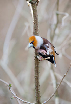 Kernbeißer (Coccothraustes coccothraustes); Foto: Viola Wege